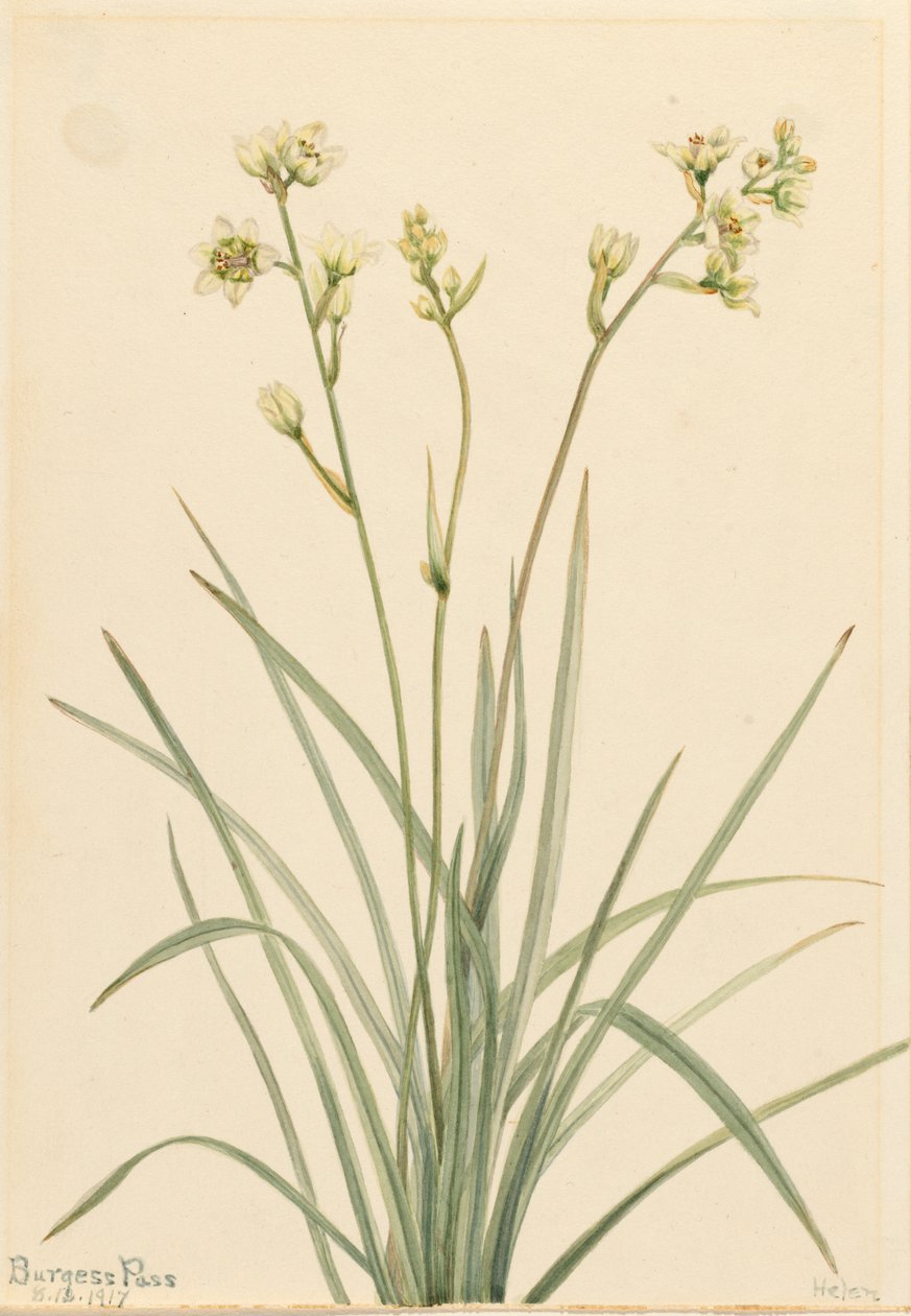 Deathcamas Zygadenus elegans、1917年。 作： メアリーヴォーウォルコット