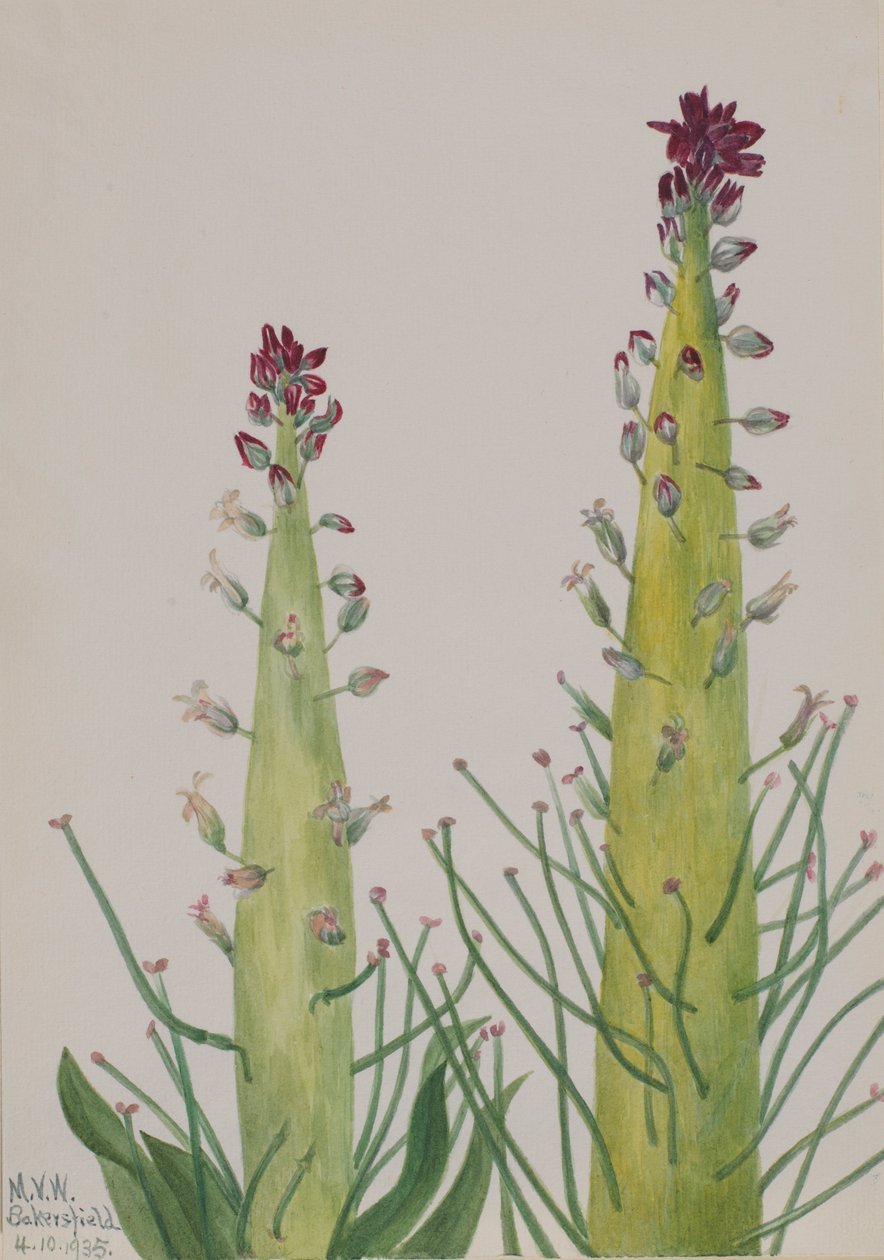 デザートキャンドル(Caulanthus inflatus) 作： メアリーヴォーウォルコット