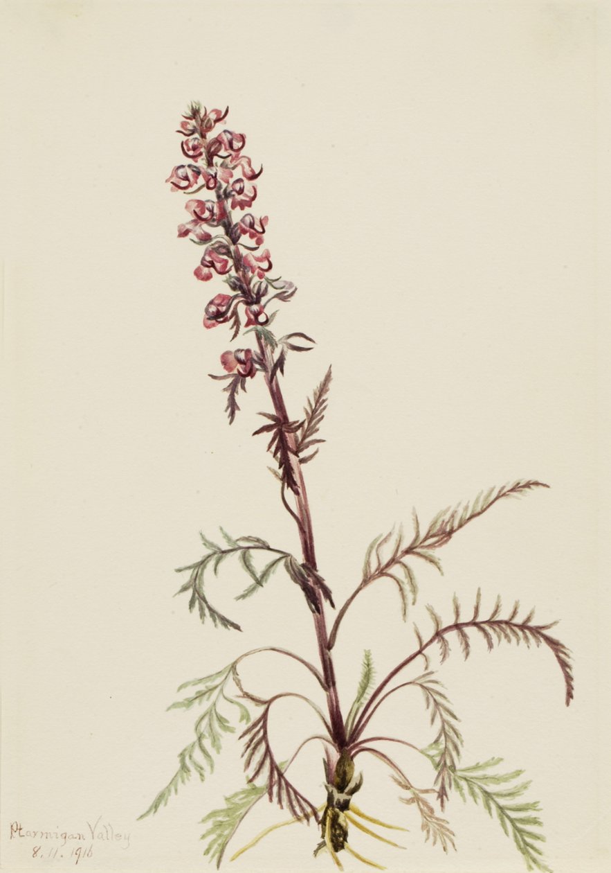 エレファントヘッド Pedicularis groenlandica, 1916. 作： メアリーヴォーウォルコット