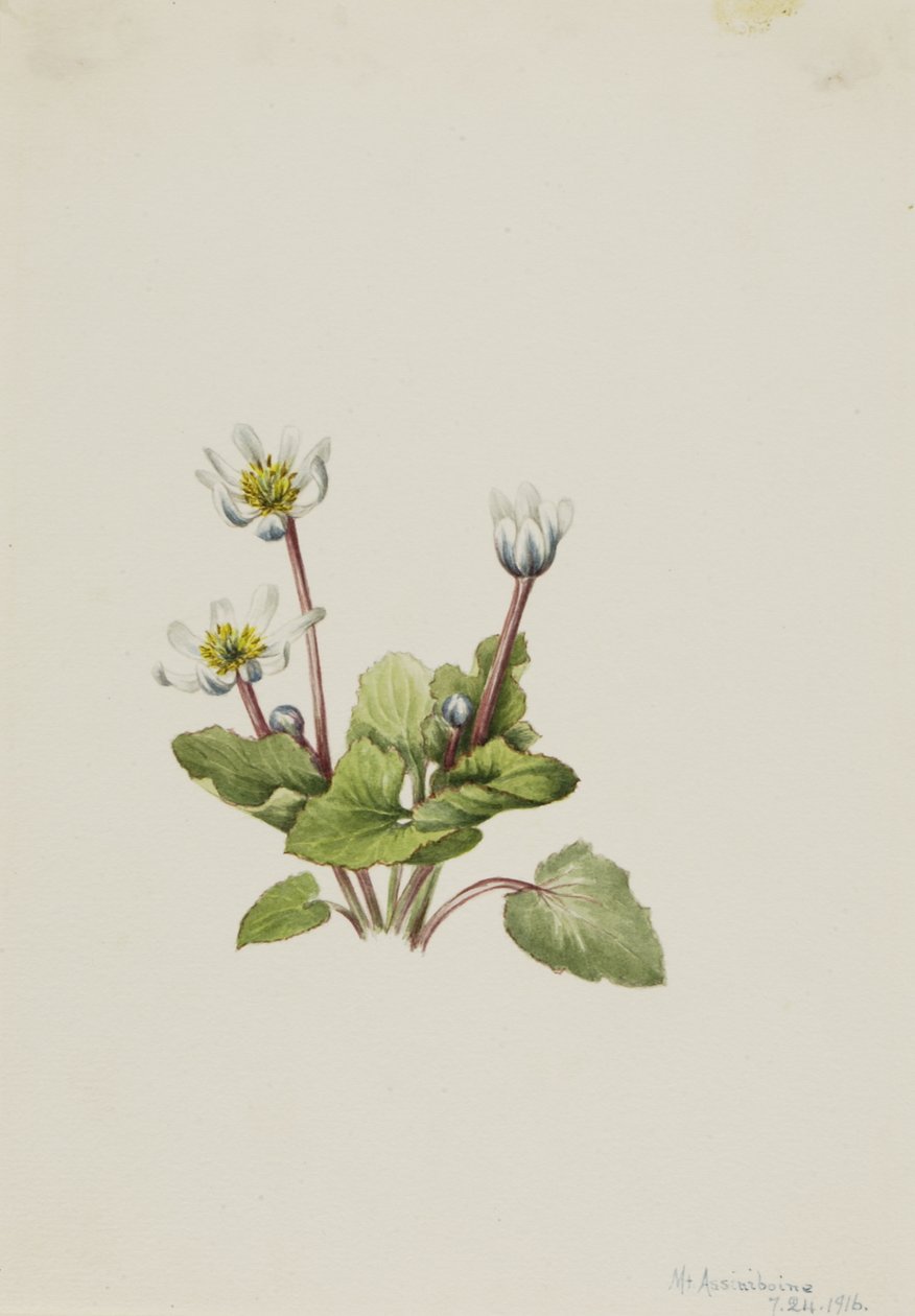Elkslip Caltha leptosepala, 1916. 作： メアリーヴォーウォルコット