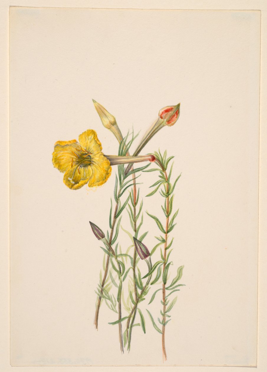 月見草（Oenothera lavandalaefolia） 作： メアリーヴォーウォルコット