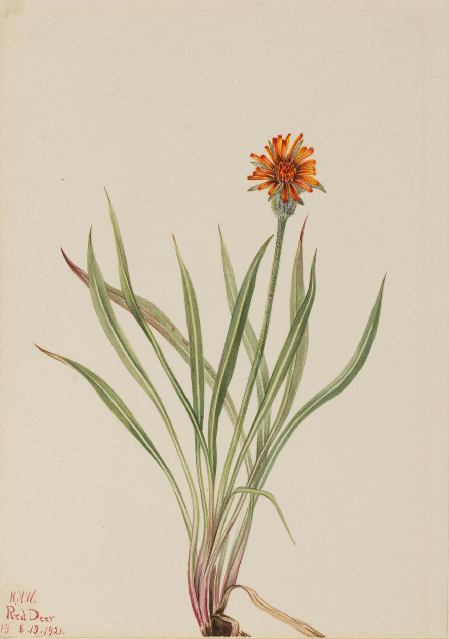 ニセタンポポ（Agoseris aurantiaca） 作： メアリーヴォーウォルコット
