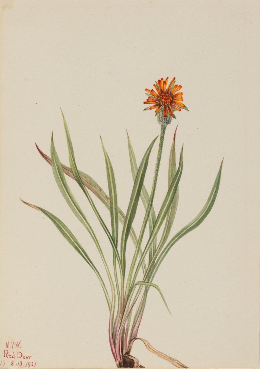 False Dandelion Agoseris aurantiaca, 1921. 作： メアリーヴォーウォルコット
