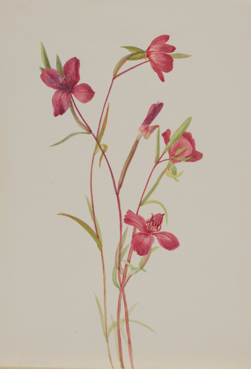春の別れ Godetia amoena lilja, ca. 1930s. 作： メアリーヴォーウォルコット