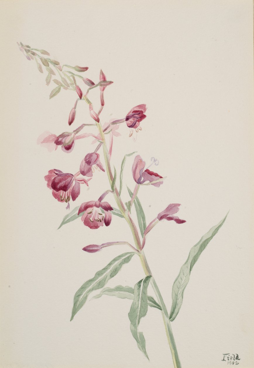 Fireweed Epilobium angustifolium, 1902. 作： メアリーヴォーウォルコット