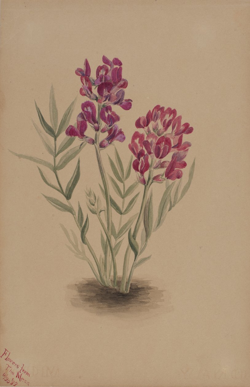 メサの花、1883年。 作： メアリーヴォーウォルコット