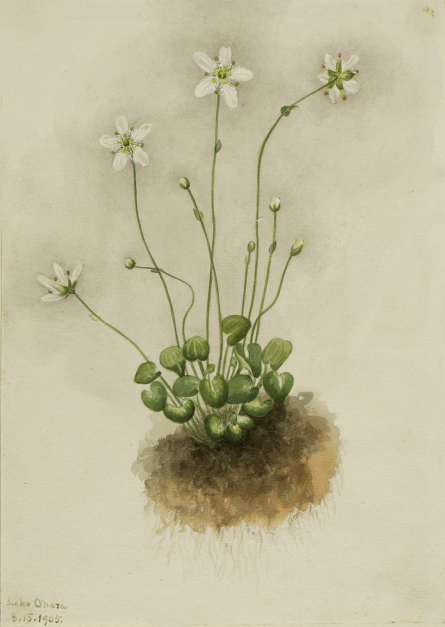 Fringed Parnassia Parnassia fimbriata, 1905. 作： メアリーヴォーウォルコット