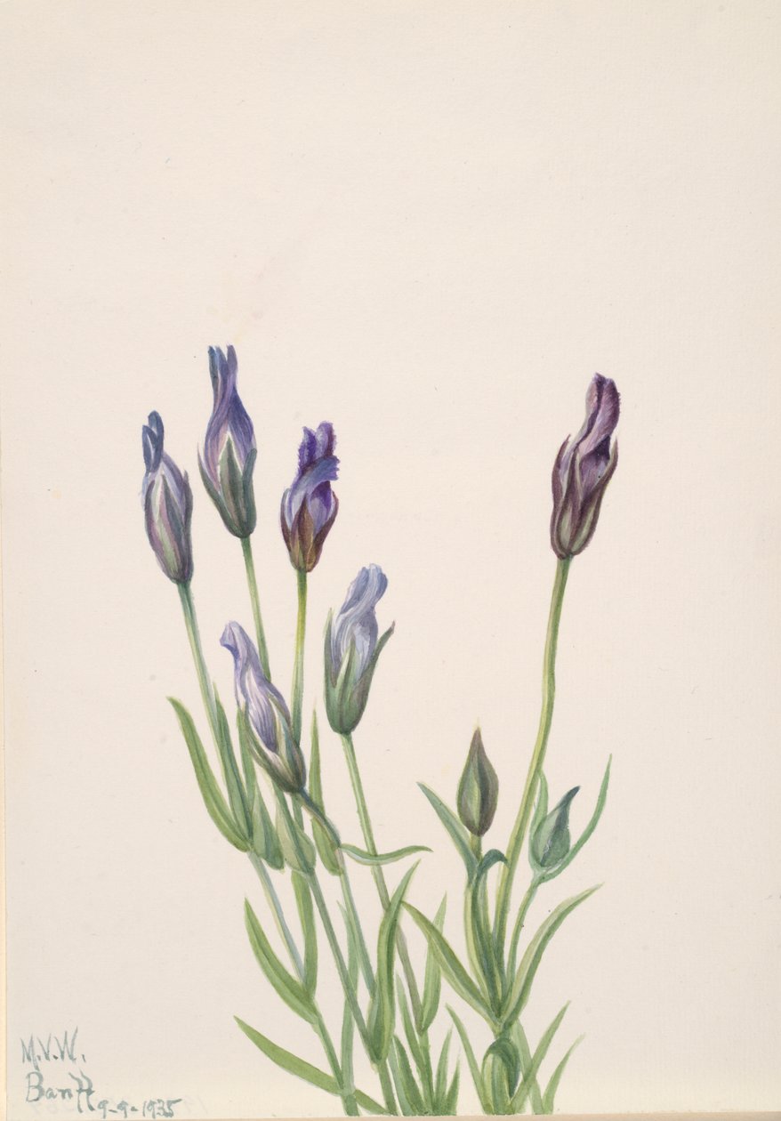 リンドウ Gentiana macounii, 1935. 作： メアリーヴォーウォルコット