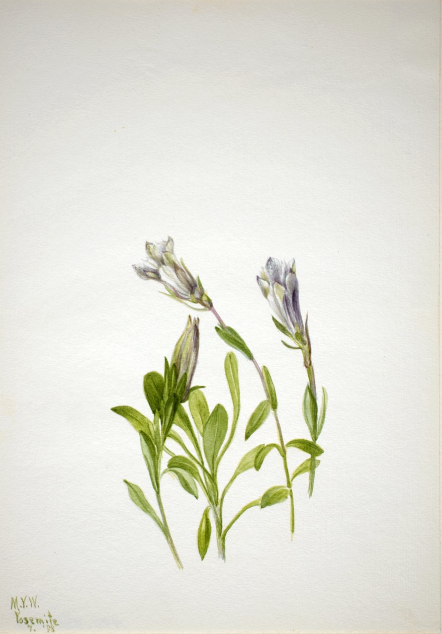 リンドウ Gentiana newberri, 1938. 作： メアリーヴォーウォルコット