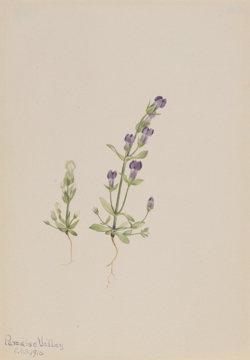 Gentiana propingua, 1916. 作： メアリーヴォーウォルコット