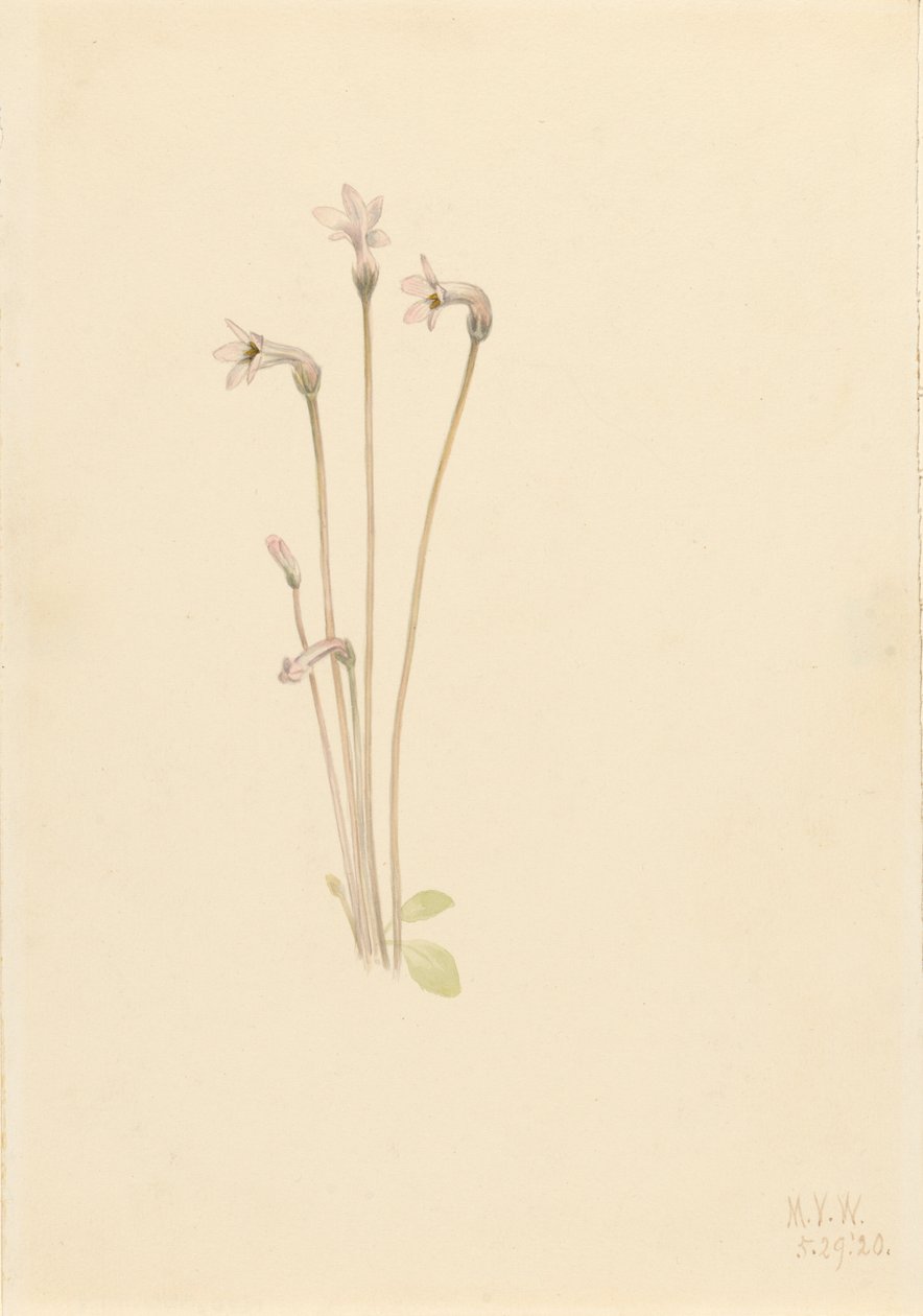 ゴーストパイプ Thalesia uniflora, 1920. 作： メアリーヴォーウォルコット