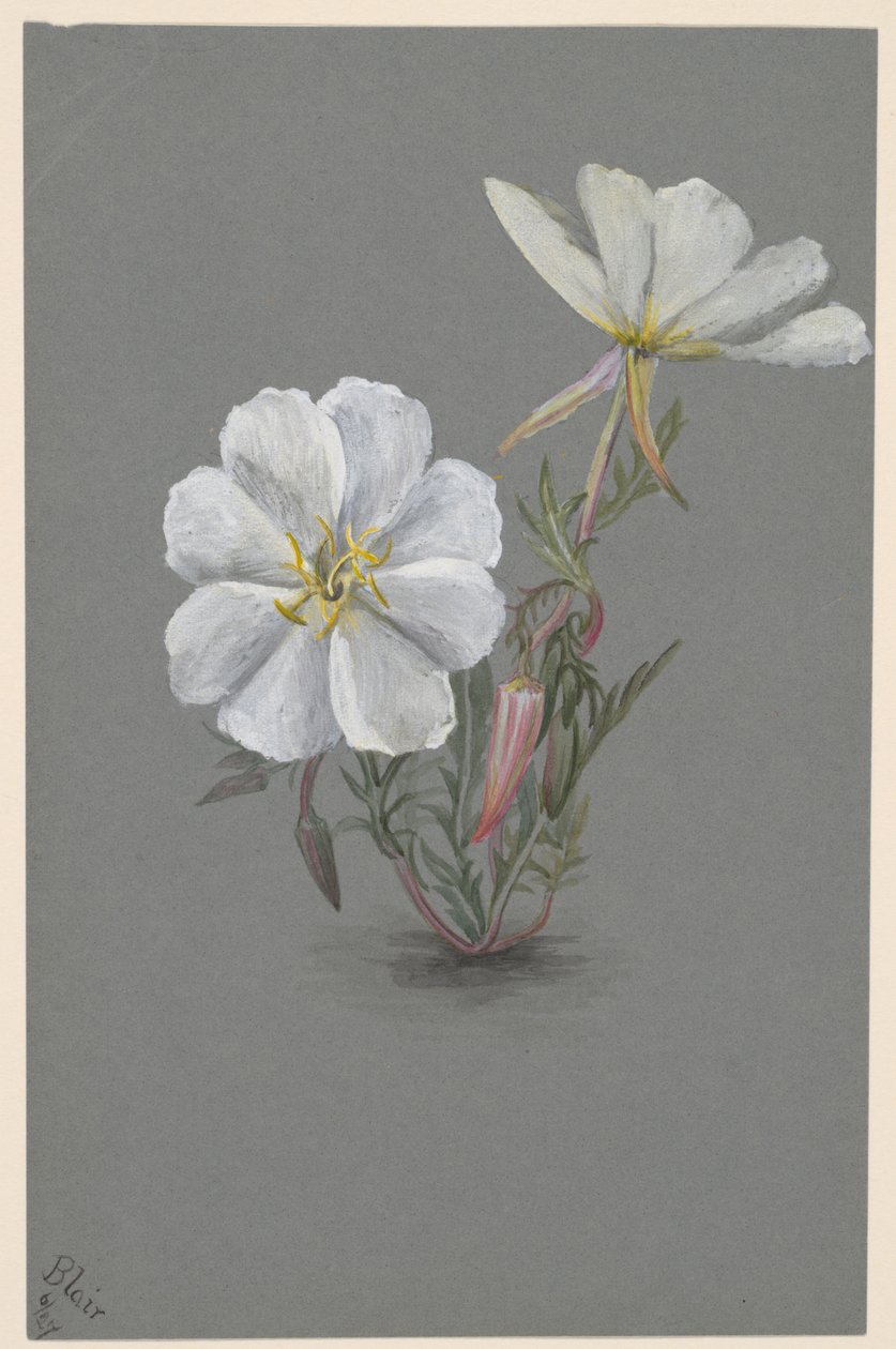 ジャイアントヘレボリン Epipactia gigantea, ca.1880. 作： メアリーヴォーウォルコット
