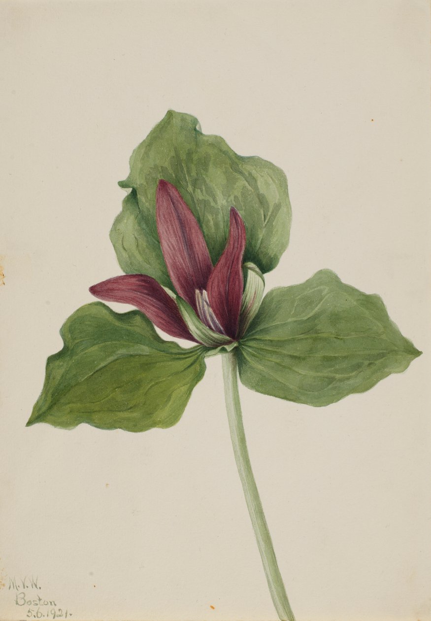 ジャイアント・トリリウム（Trillium chloropetalum） 作： メアリーヴォーウォルコット