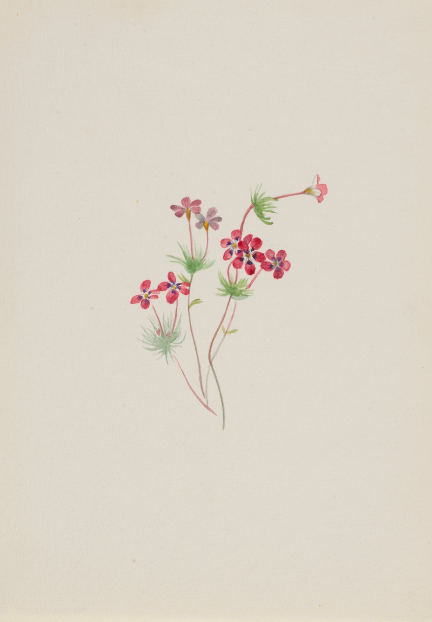 Gilia linanthus parviflorus、カリフォルニア州。 1900～1930年。 作： メアリーヴォーウォルコット