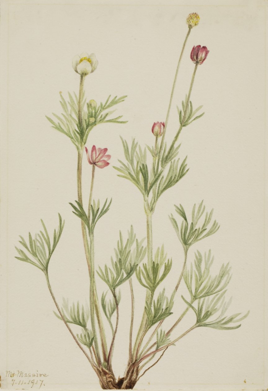 グローブアネモネ Anemone globosa, 1917. 作： メアリーヴォーウォルコット