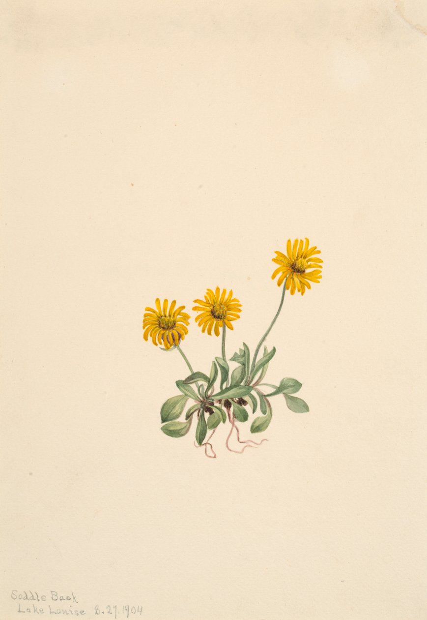 Golden Fleabane Erigeron aureus, 1904. 作： メアリーヴォーウォルコット