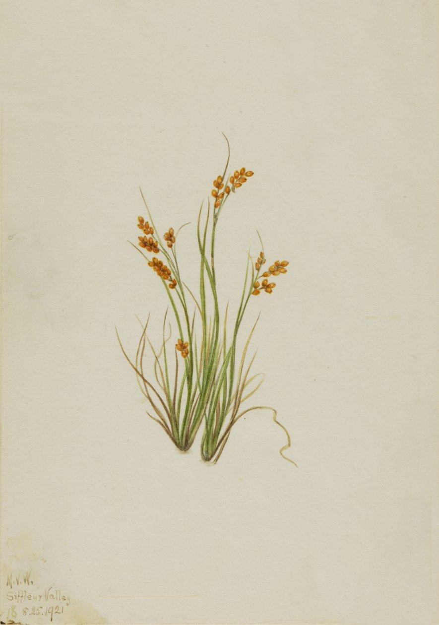 Golden Sedge Carex aurea, 1921. 作： メアリーヴォーウォルコット