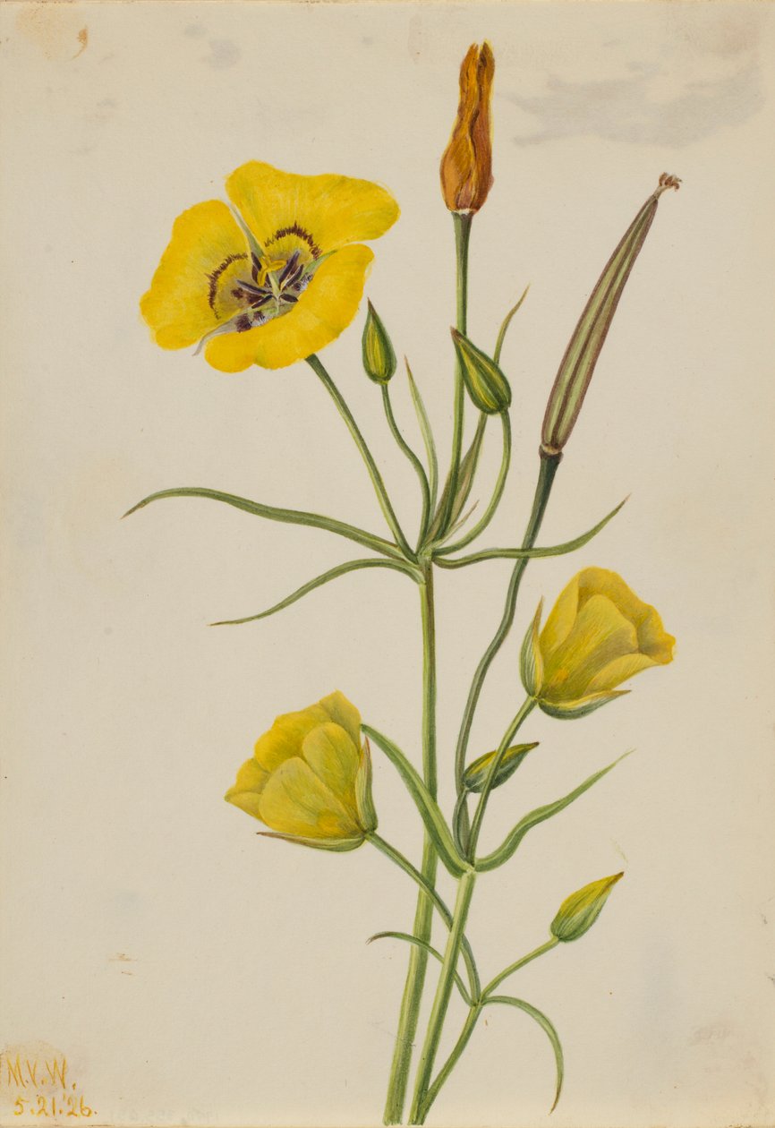 ゴールデンボウル・マリポーサ（Calochortus claratus） 作： メアリーヴォーウォルコット