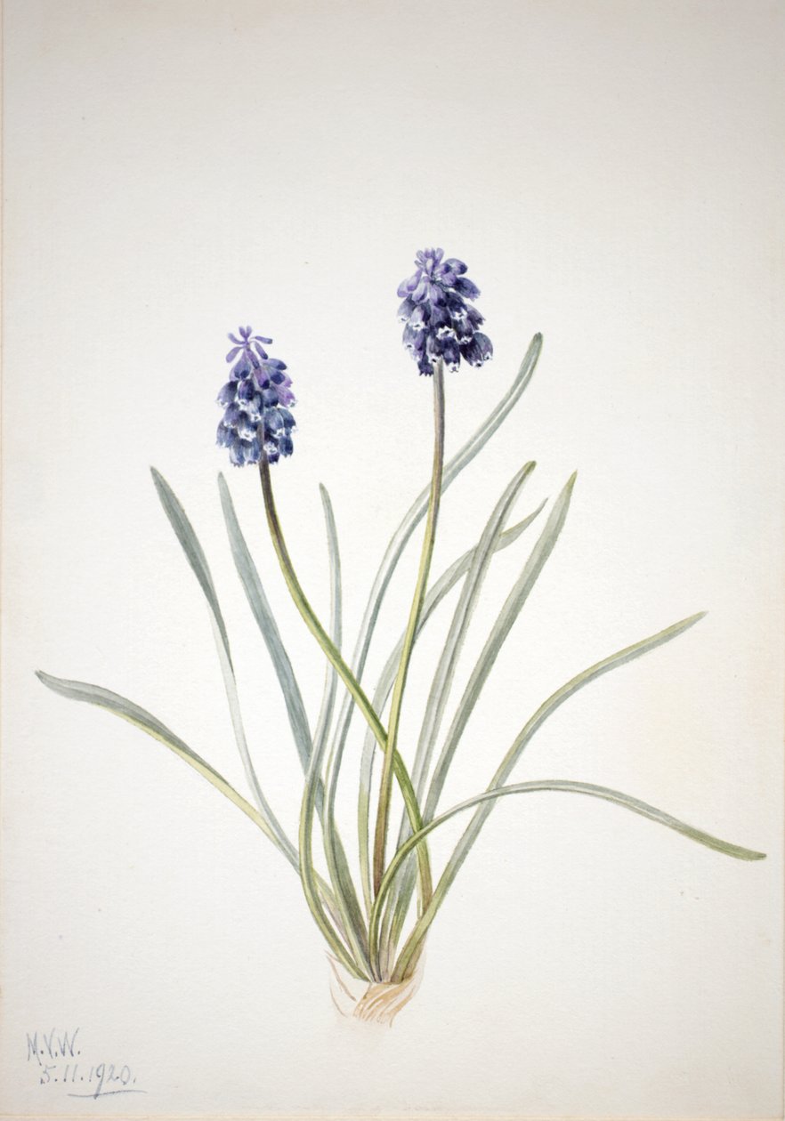 グレープ・ヒヤシンス Muscari racemosum, 1920. 作： メアリーヴォーウォルコット