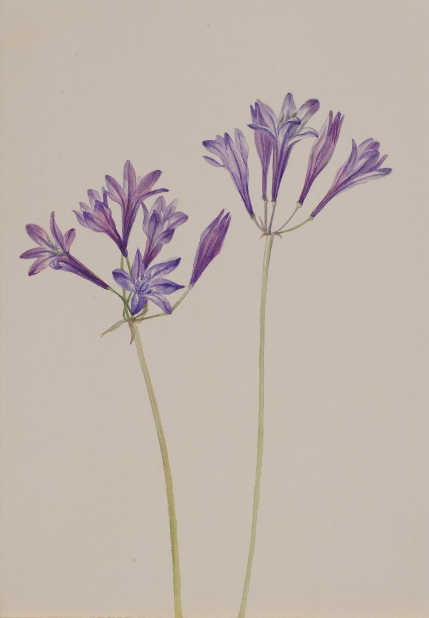 草の実 Brodiaea laxa、1933 年。 作： メアリーヴォーウォルコット