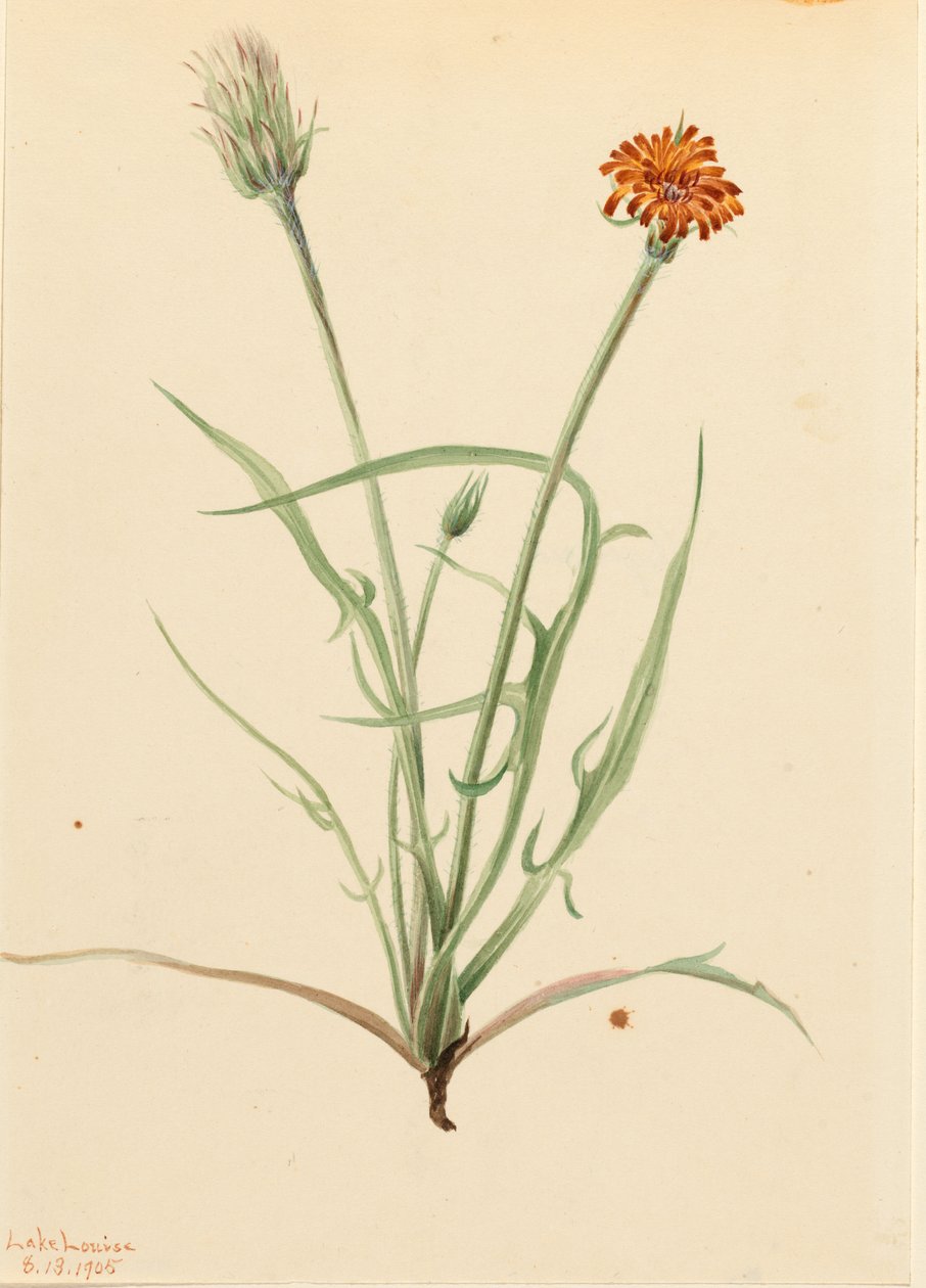 グラスリーフ・アゴセリス（Agoseris graminifolia） 作： メアリーヴォーウォルコット