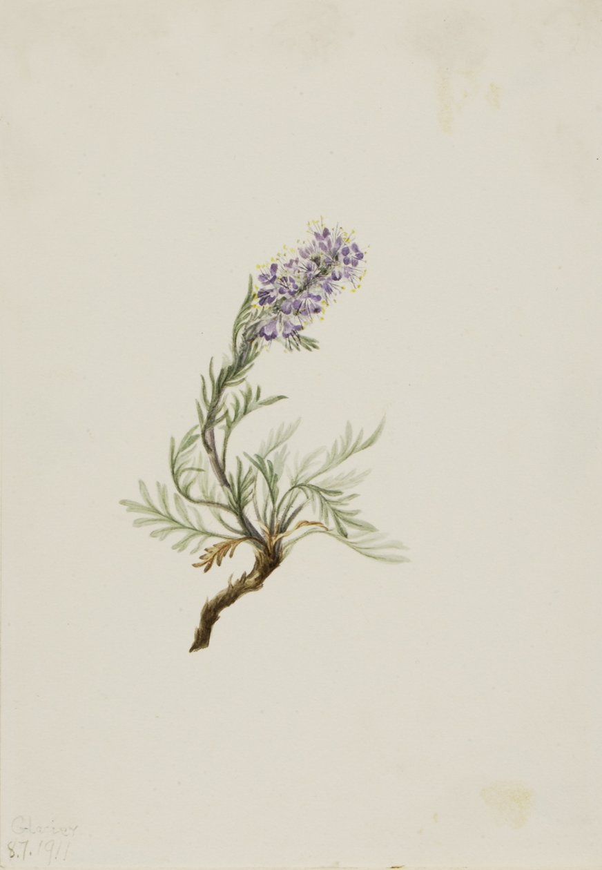 グレイ・ファセリア（Phacelia sericea） 作： メアリーヴォーウォルコット