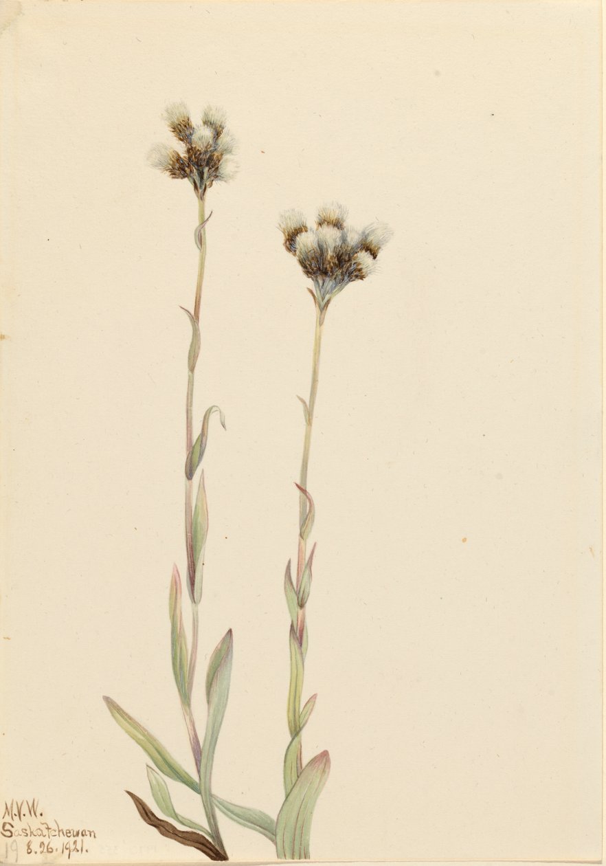 灰色のプッシートーズ Antennaria howellii, 1921. 作： メアリーヴォーウォルコット