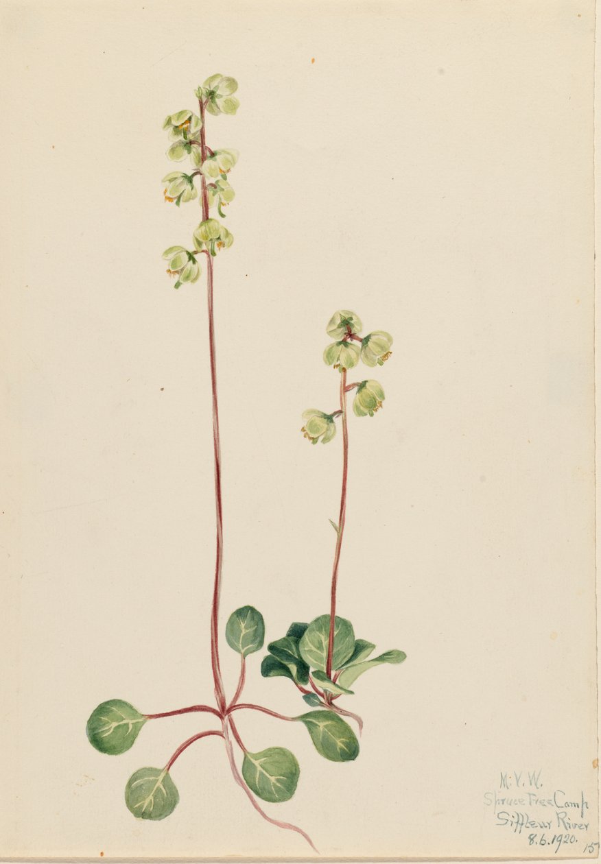 Green Pyrola Pyrola chlorantha, 1920. 作： メアリーヴォーウォルコット