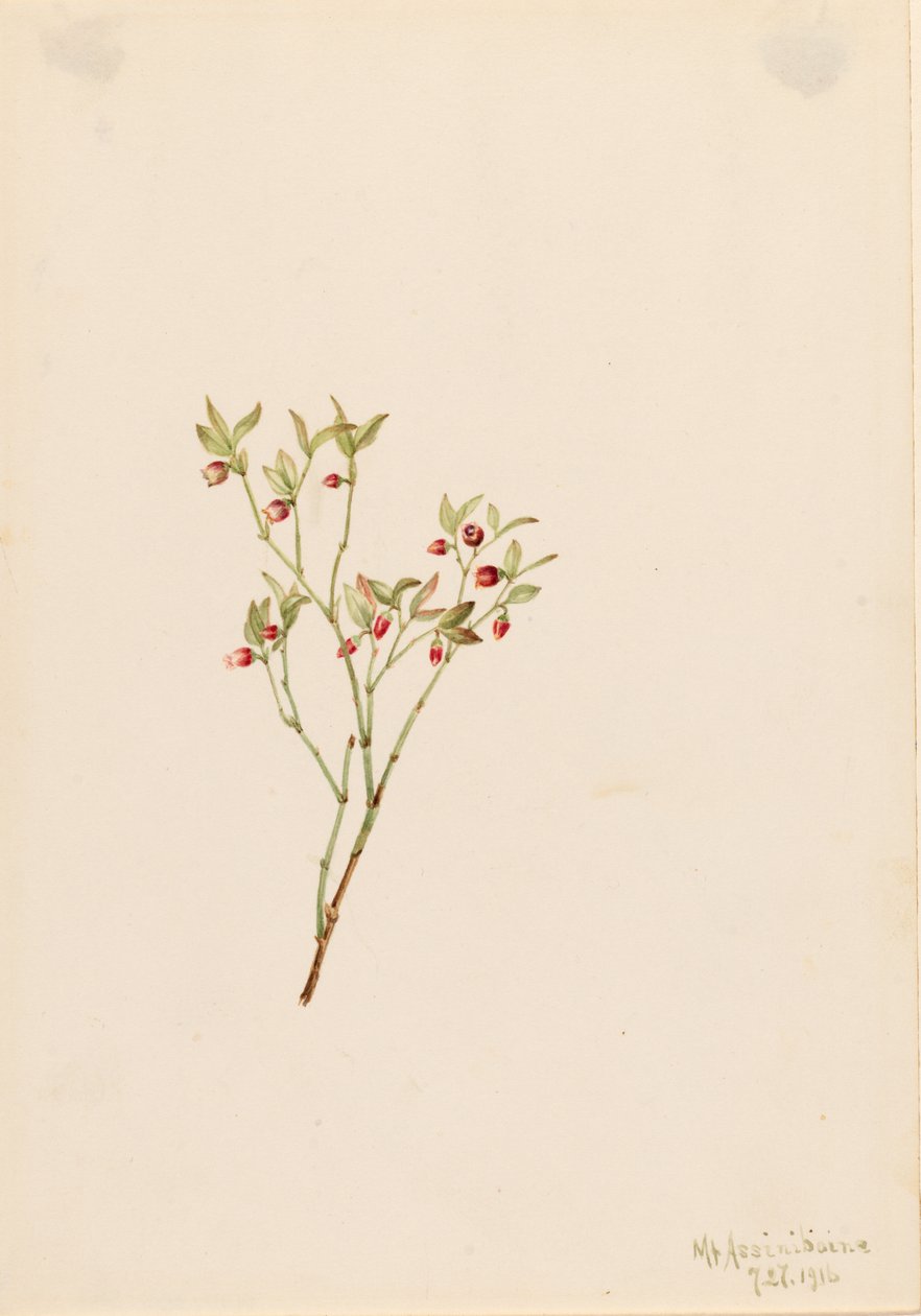 ライチョウの木（Vaccinum scoparium） 作： メアリーヴォーウォルコット