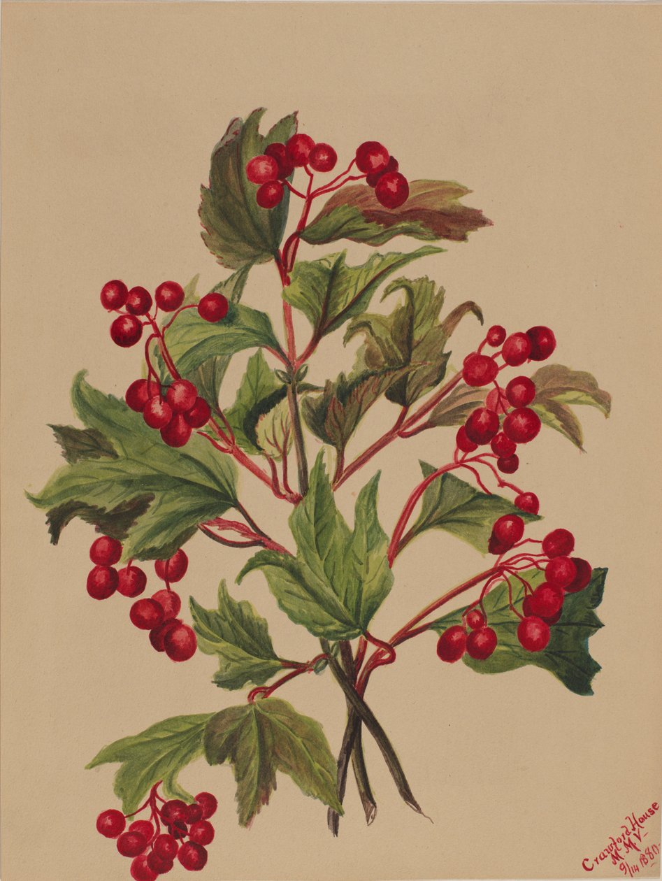 グラウスベリー Viburnum americanum, 1880. 作： メアリーヴォーウォルコット