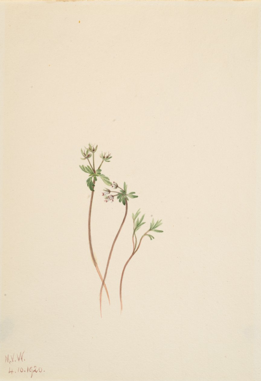 春のさきがけ Erigenia bulbosa、1920年。 作： メアリーヴォーウォルコット