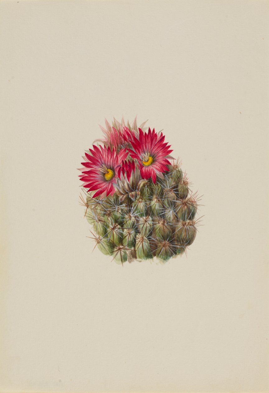 ヘッジホッグカクタス (Coryphantha arizonica) 作： メアリーヴォーウォルコット