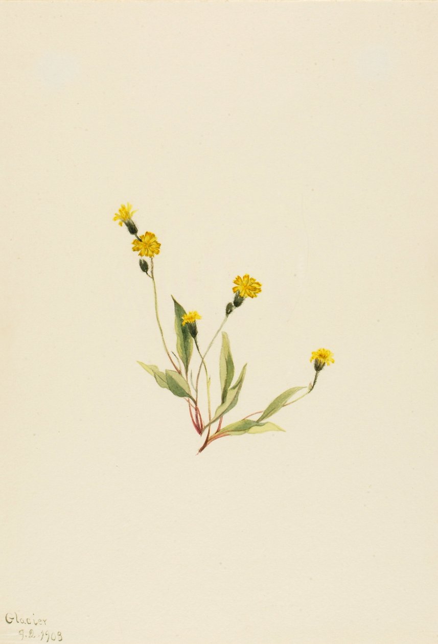 Heieracium gracile, 1903. 作： メアリーヴォーウォルコット