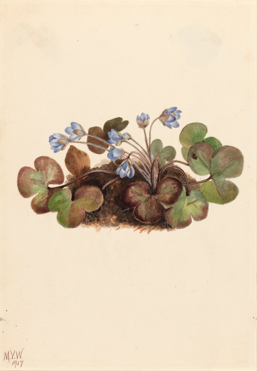 Hepatica Hepatica americana, 1917. 作： メアリーヴォーウォルコット