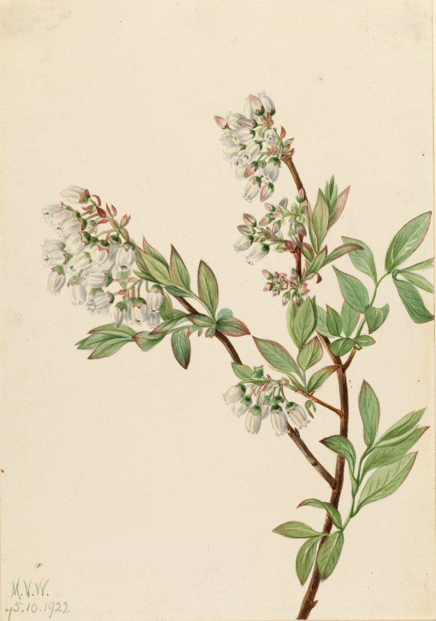 ハイブッシュ・ブルーベリー (Vaccinium corymbosum) 作： メアリーヴォーウォルコット