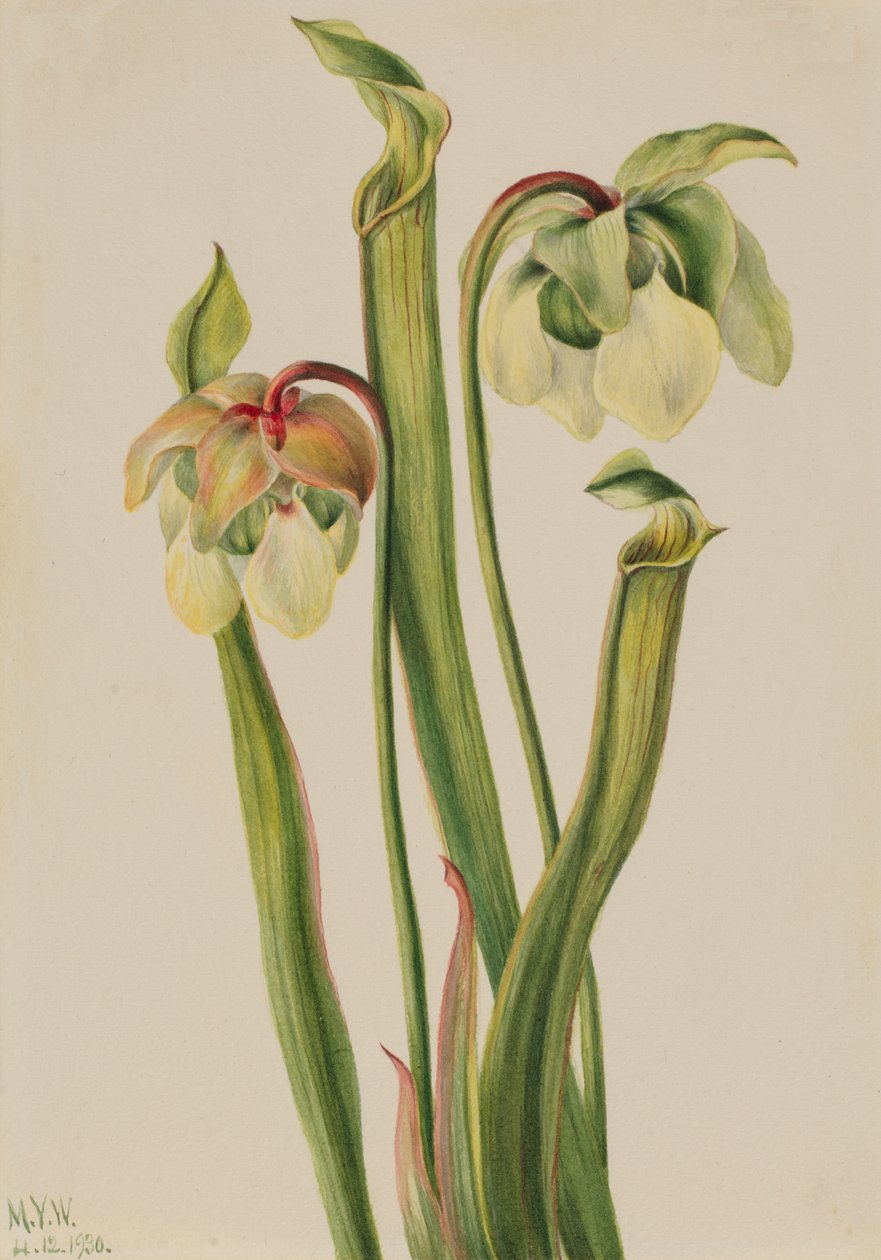 ハイブリッドピッチャープラント Sarracenia minor, 1930. 作： メアリーヴォーウォルコット