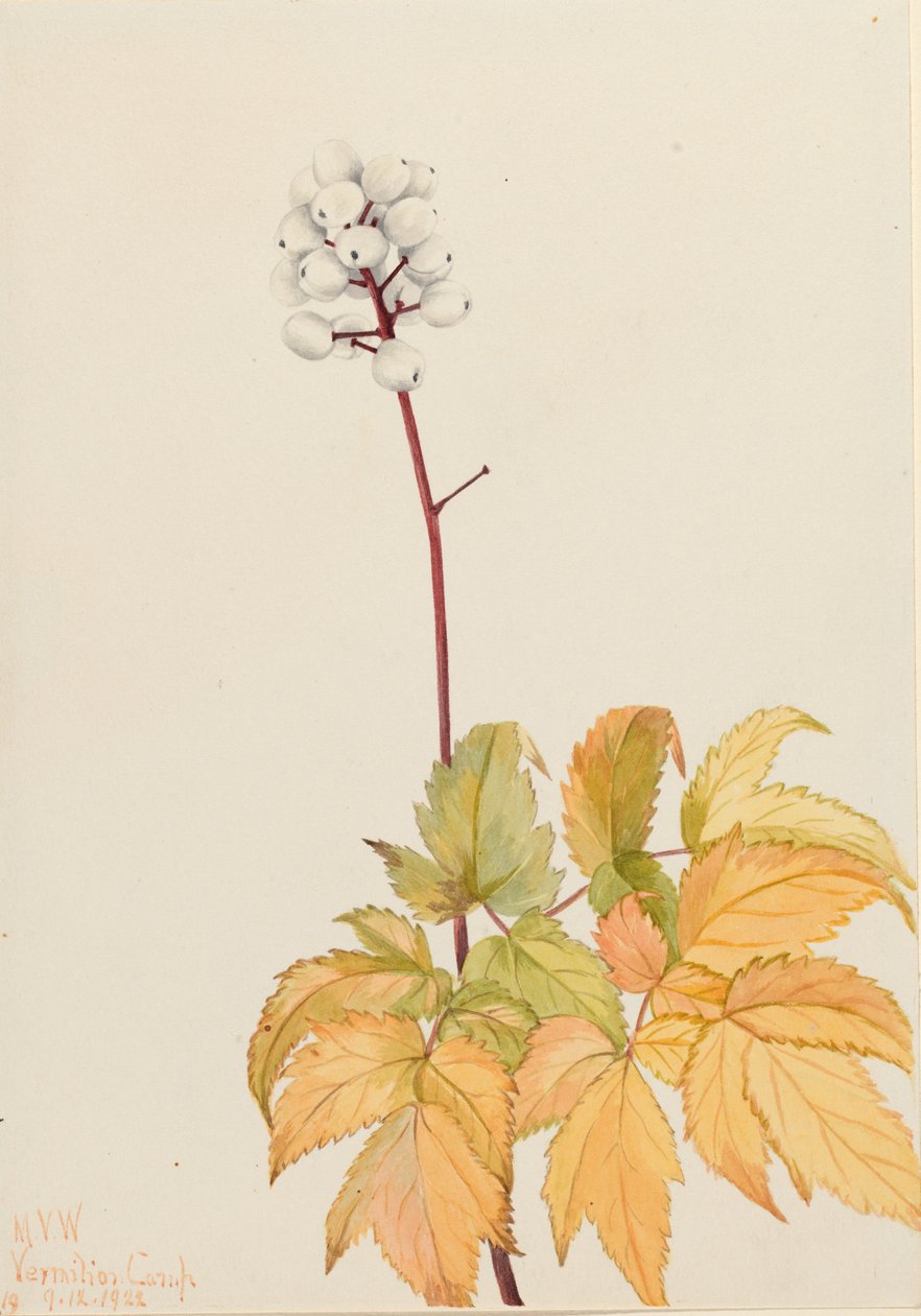 アイボリーバニーベリー (Actaea arguta) 作： メアリーヴォーウォルコット