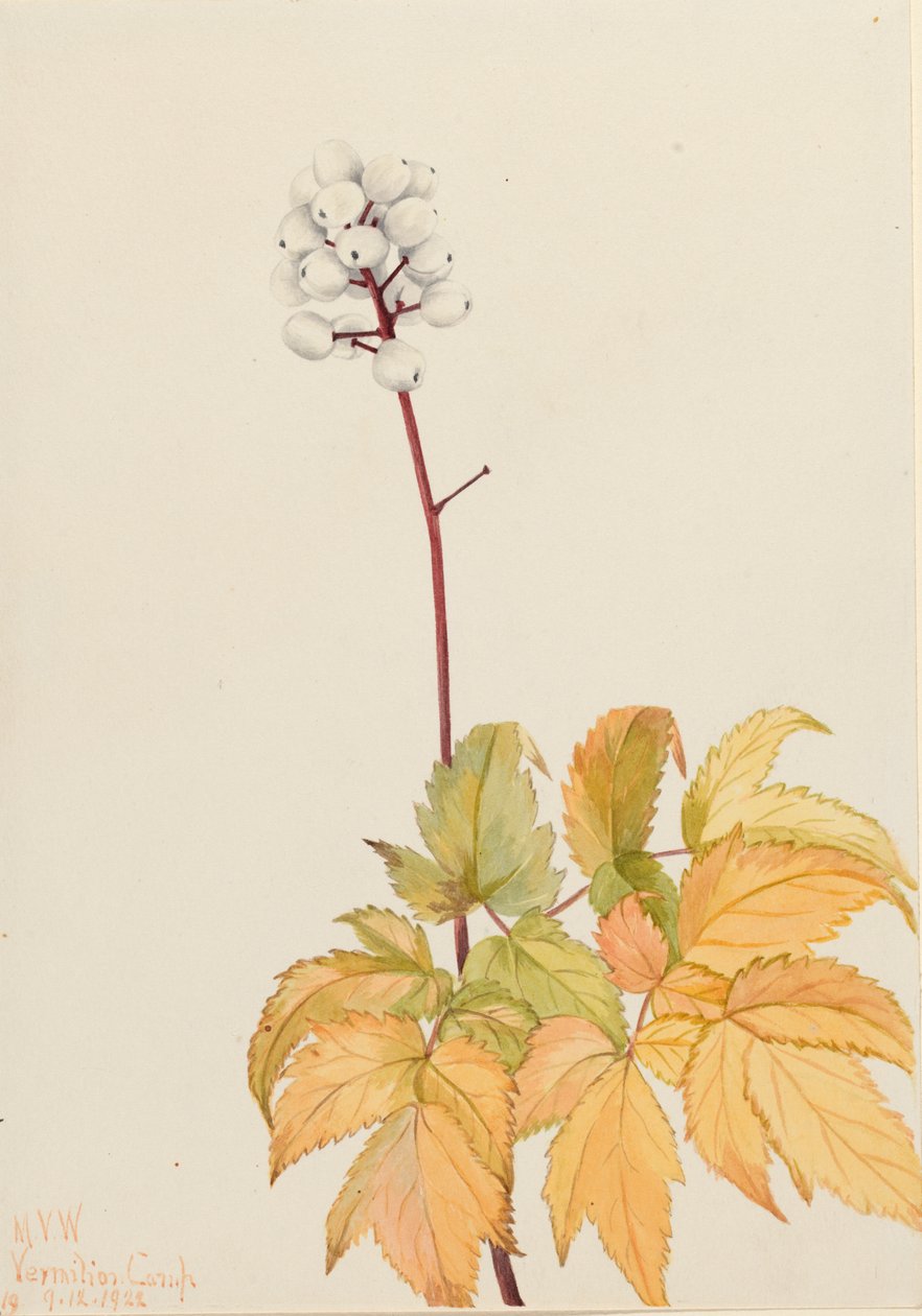 アイボリーバンベリー Actaea arguta, 1922. 作： メアリーヴォーウォルコット