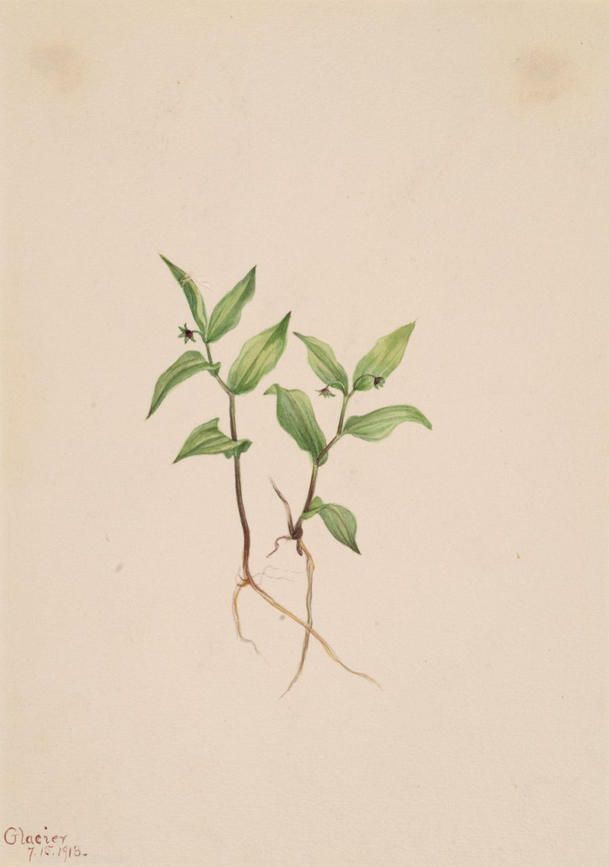 Kruhsea Kruhsea streptopoides, 1913. 作： メアリーヴォーウォルコット