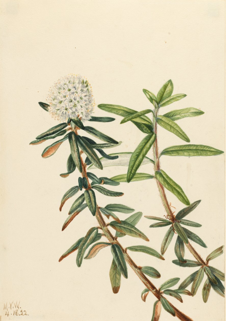 Labrador Tea Ledum groenlandicum, 1922. 作： メアリーヴォーウォルコット