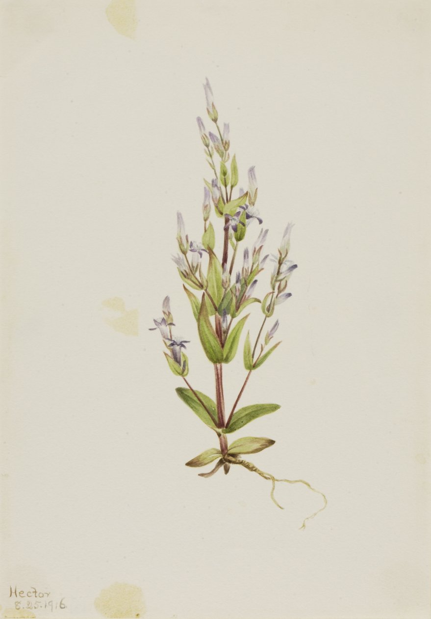 ラダーリンドウ Gentiana acuta, 1916. 作： メアリーヴォーウォルコット