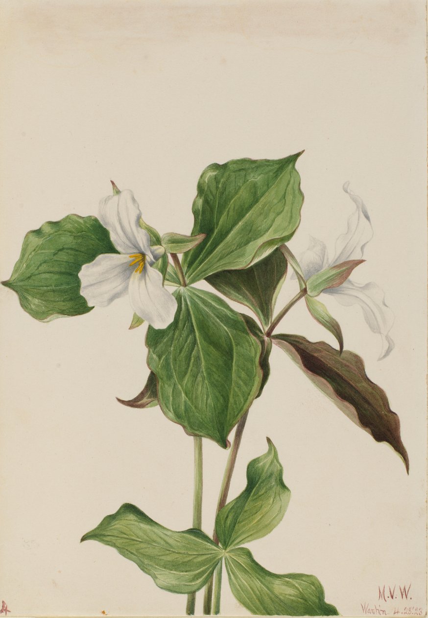 ラージ・ホワイト・トリリウム（Trillium grandiflorum） 作： メアリーヴォーウォルコット