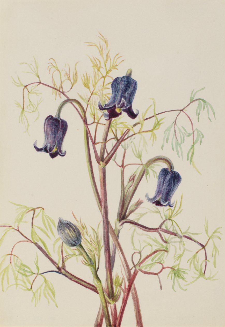 レザーフラワー クレマチス（Clematis hirsutissima） 1930年代頃 作： メアリーヴォーウォルコット