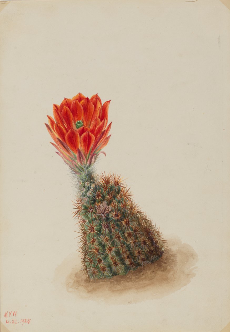 ロイドのストロベリーカクタス Echinocereus lloydii, 1925. 作： メアリーヴォーウォルコット