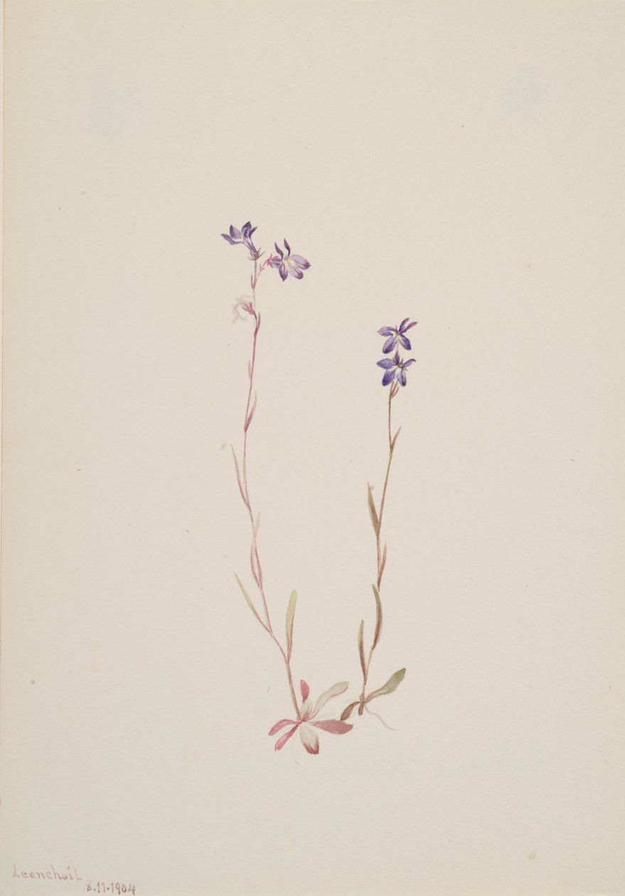 Lobelia Kalmii, 1904. 作： メアリーヴォーウォルコット