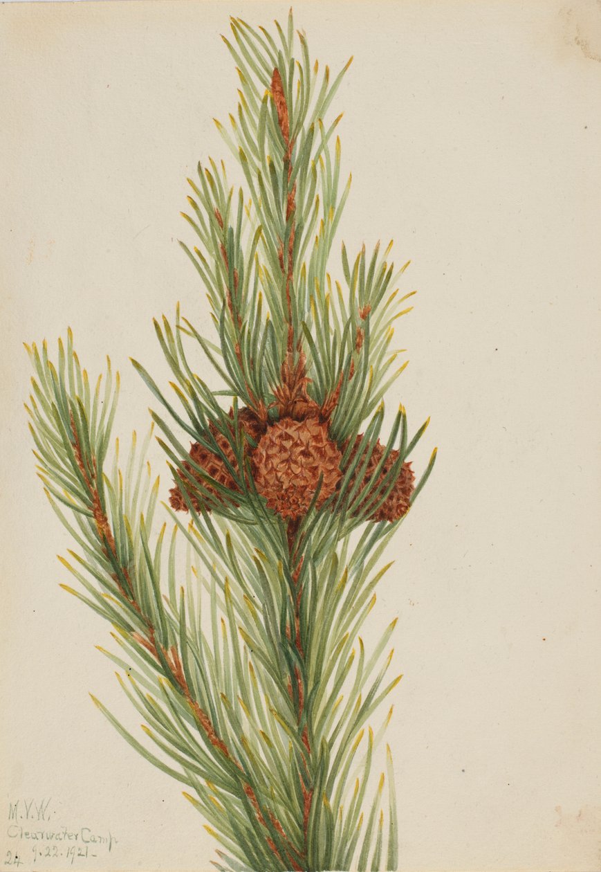 マツ（Pinus Contorta murrayana） 作： メアリーヴォーウォルコット
