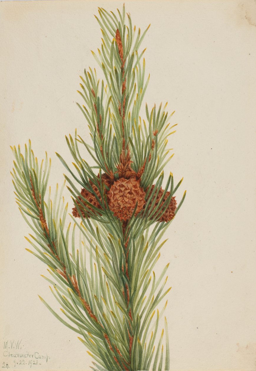 ロッジポール パイン Pinus Contorta murrayana、1921 年。 作： メアリーヴォーウォルコット