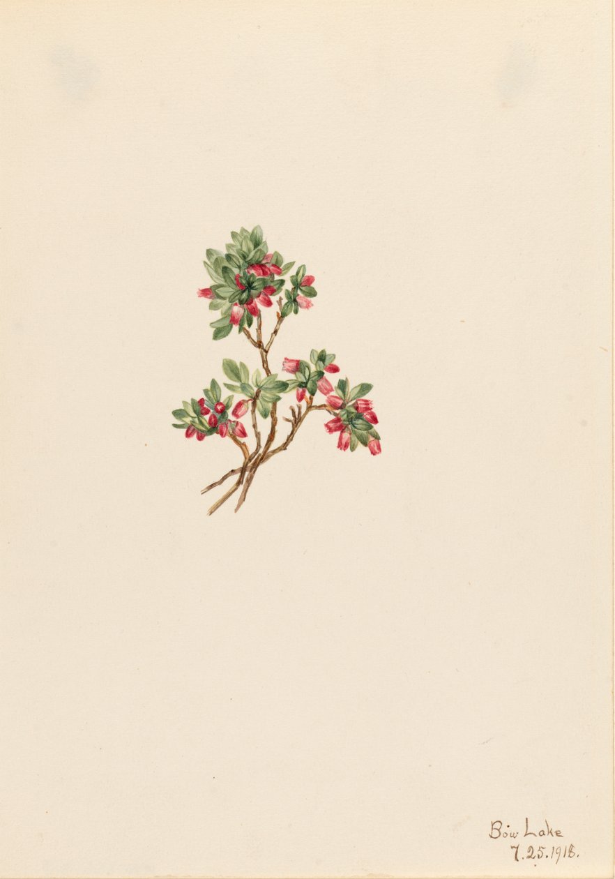 Low Whortleberry Vaccinium caespitosum, 1918. 作： メアリーヴォーウォルコット