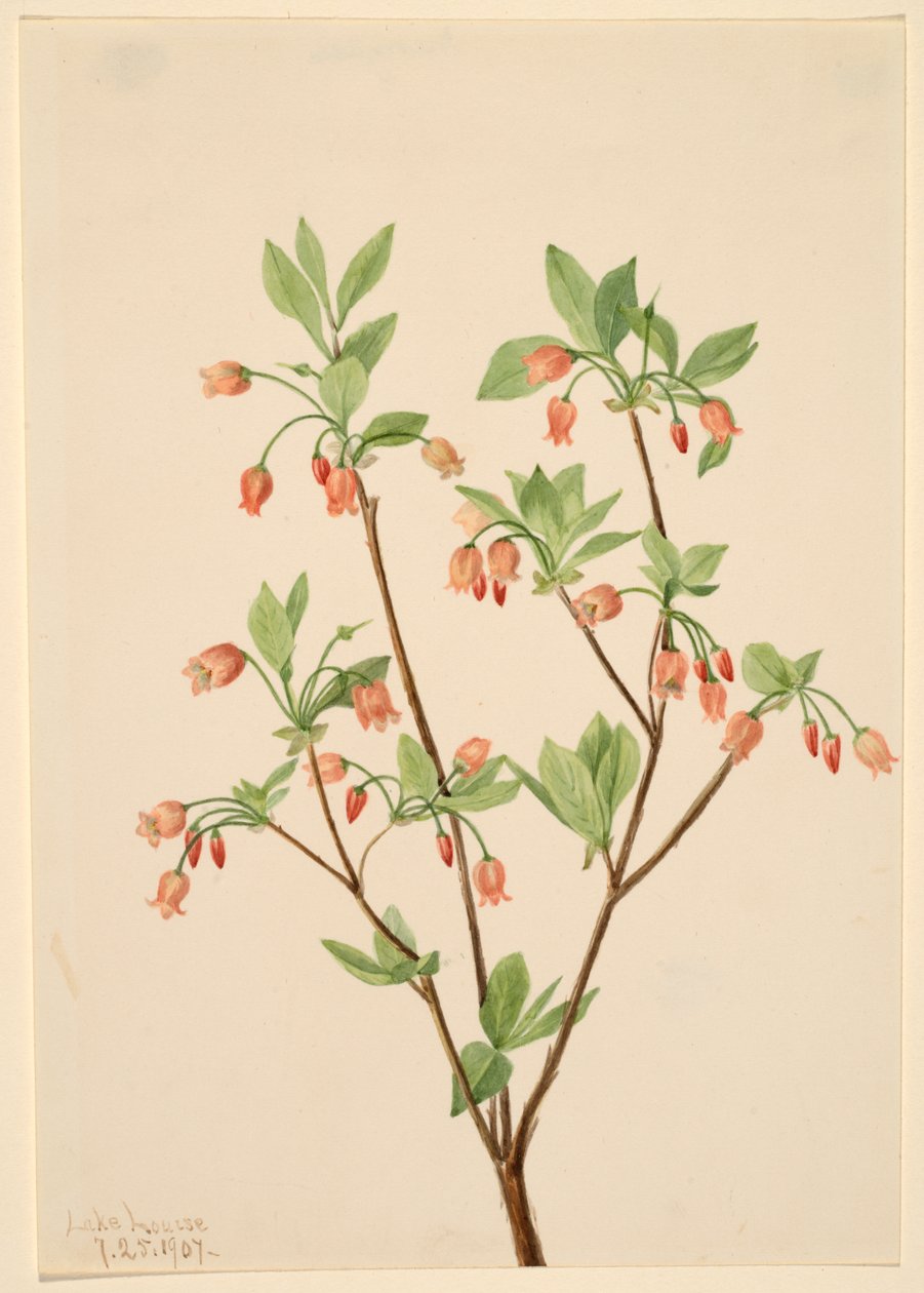 Menziesea Menziesea glabella, 1907. 作： メアリーヴォーウォルコット