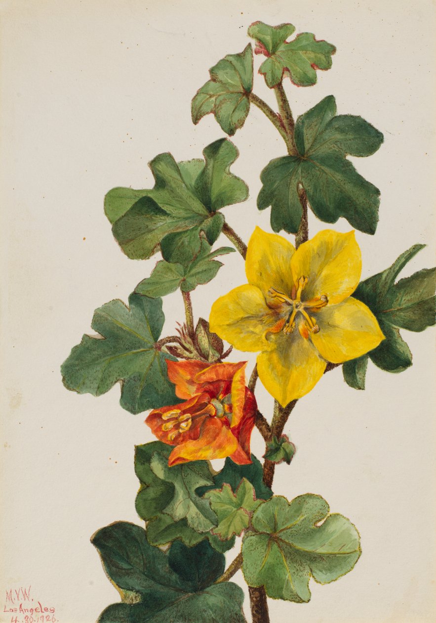 Mexican Fremontia Fremontodendron mexicanum, 1926. 作： メアリーヴォーウォルコット